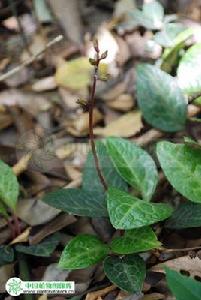 普通鹿蹄草 普通鹿蹄草