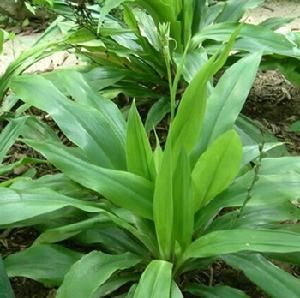 闊瓣嘉蘭 闊瓣嘉蘭