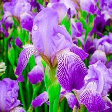 紫霞[蘇鑒花201104]