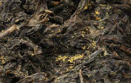 冠突散囊菌 冠突散囊菌