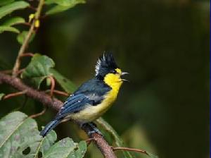 台灣黃山雀