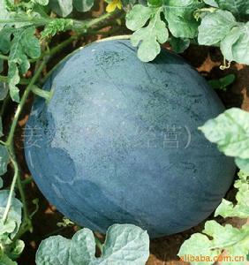 雪峰小玉8號選育