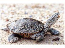 鑽紋龜
