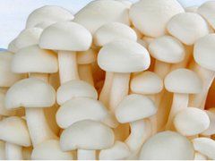 白玉菇 白玉菇