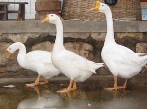 永平白鵝 永平白鵝
