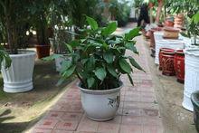 萬年春[傘形科岩風屬的植物]