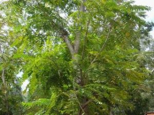 東川景天 東川景天