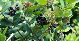 黑嘴蒲桃 黑嘴蒲桃