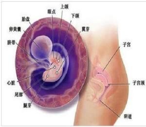 孕囊大小對照表 孕囊大小對照表