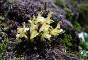 蘚狀馬先蒿 蘚狀馬先蒿