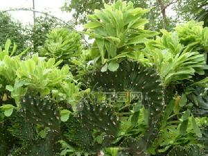 玉麒麟[大戟科植物]