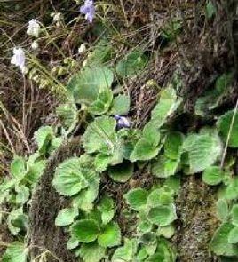 旋蒴苣苔[旋蒴苣苔]