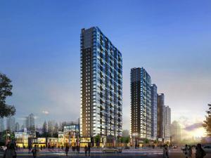 北美金棕櫚 北美金棕櫚