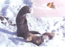 吉林紫貂 吉林紫貂