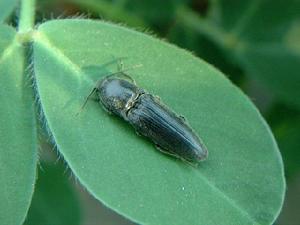 叩頭甲科 叩頭甲科