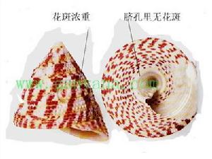花斑鐘螺