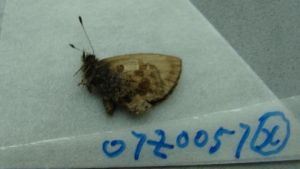 中華鋸灰蝶 中華鋸灰蝶