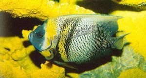 胸帶刺蓋魚 胸帶刺蓋魚