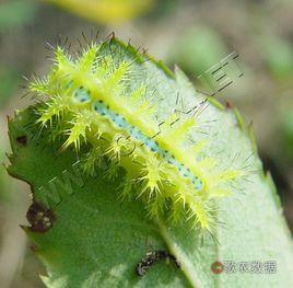 桑褐剌蛾 桑褐剌蛾