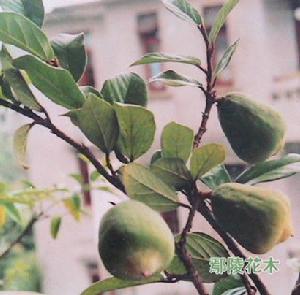 花葉辟荔 花葉辟荔