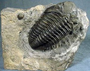 三瘤蟲屬 三瘤蟲屬