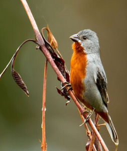 栗腹食籽雀 栗腹食籽雀