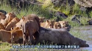 非洲貓科：勇氣國度