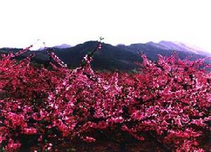 黃松峪國家級森林公園
