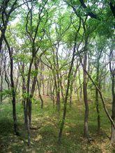 徐州國家森林公園