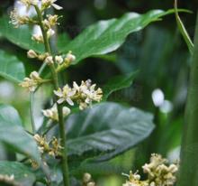 從城甜黃皮植株