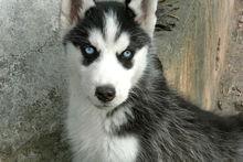 哈士奇從小到大生長過程參考圖