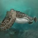 白斑烏賊 白斑烏賊