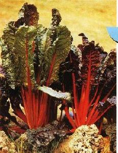 紅柄添菜 紅柄添菜