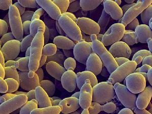 （圖）分子在酵母細胞中“運行”