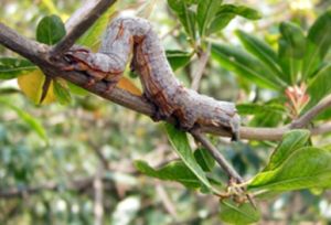 桑樹棗尺蠖 桑樹棗尺蠖