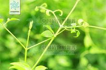 黃藥[馬鞭草科植物]