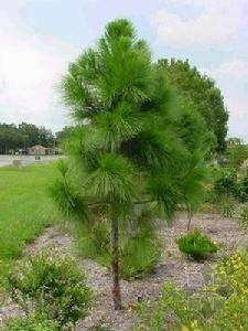 松苗立枯病 松苗立枯病