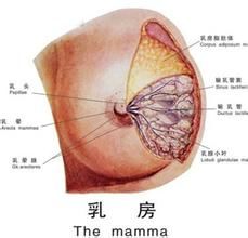 乳房纖維腺瘤