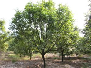 思鄉橄欖 思鄉橄欖