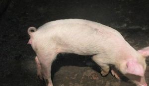 豬黃麴黴毒素中毒