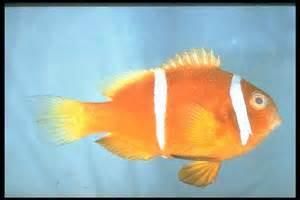 查戈斯雙鋸魚 查戈斯雙鋸魚