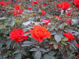 紅帽月季 紅帽月季