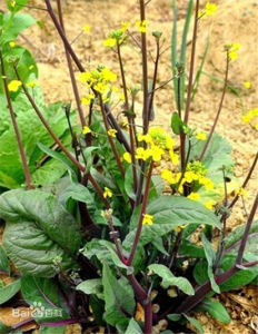 烏頭薺族 烏頭薺族