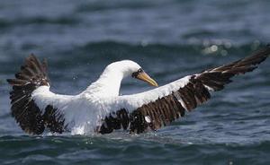 橙嘴藍臉鰹鳥 橙嘴藍臉鰹鳥