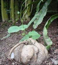 馬山地不容 馬山地不容