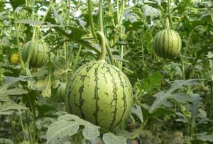 西瓜[葫蘆科植物]