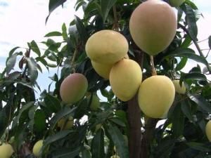 麗江芒果 麗江芒果