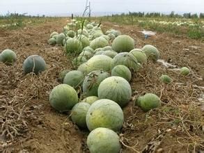 西域囊吾 西域囊吾