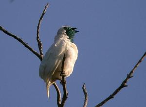 裸喉鍾傘鳥 裸喉鍾傘鳥