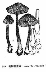 毛腳絲蓋傘 毛腳絲蓋傘